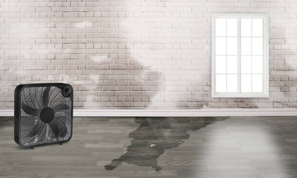 Best Water damage cleanup near me  in Swissvale, PA